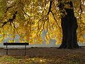 2009-10-29, Blätter (1)